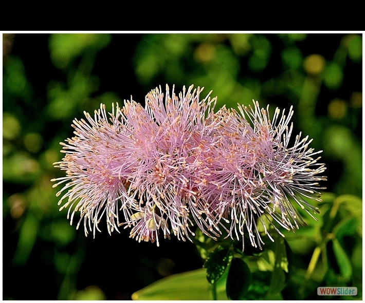 Thalictrum aquilegifolium