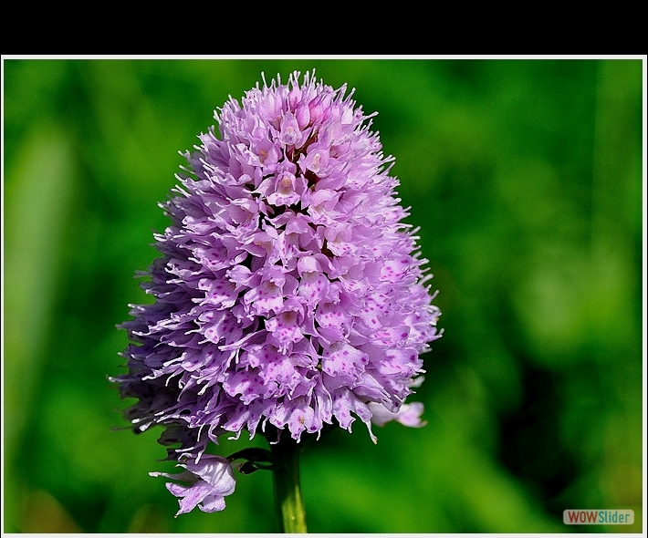 Traunsteinera globosa