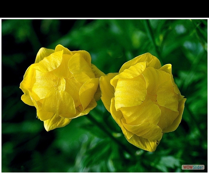 Trollius europaeus