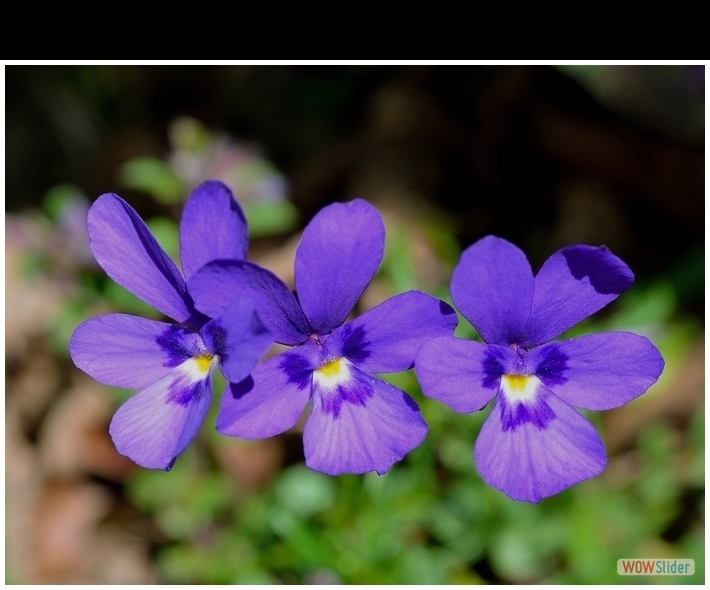 Viola dubyana