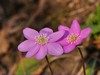 Foto fiori d' inizio primavera