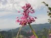 Foto fiori d'estate