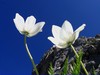 Foto fiori del Sentiero dei fiori del Pizzo Arera - Primo album