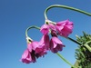Orchidee spontanee