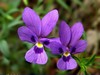 Fiori del Sentiero dei Fiori - terza parte