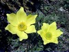 Fiori di fine primavera a San Simone e Passo Lemma in Alta Valle Brembana