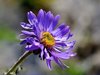 Fiori a San Simone e monte Cavallo nelle alpi Orobie