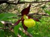 Orchidee spontanee dei monti bergamaschi