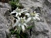 I fiori spontanei pi? belli dei monti della Valle Brembana